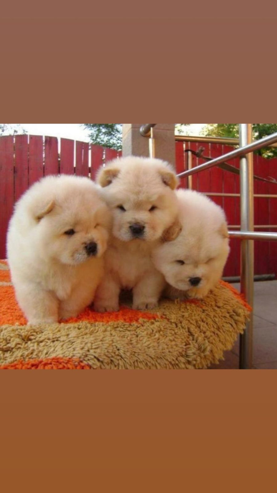 IRK VE SAĞLIK GARANTİLİ CHOW CHOW BEBEKLER