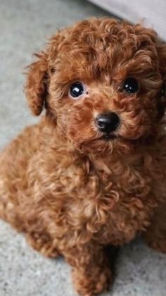 IRK VE SAĞLIK GARANTİLİ TOY POODLE BEBEKLER