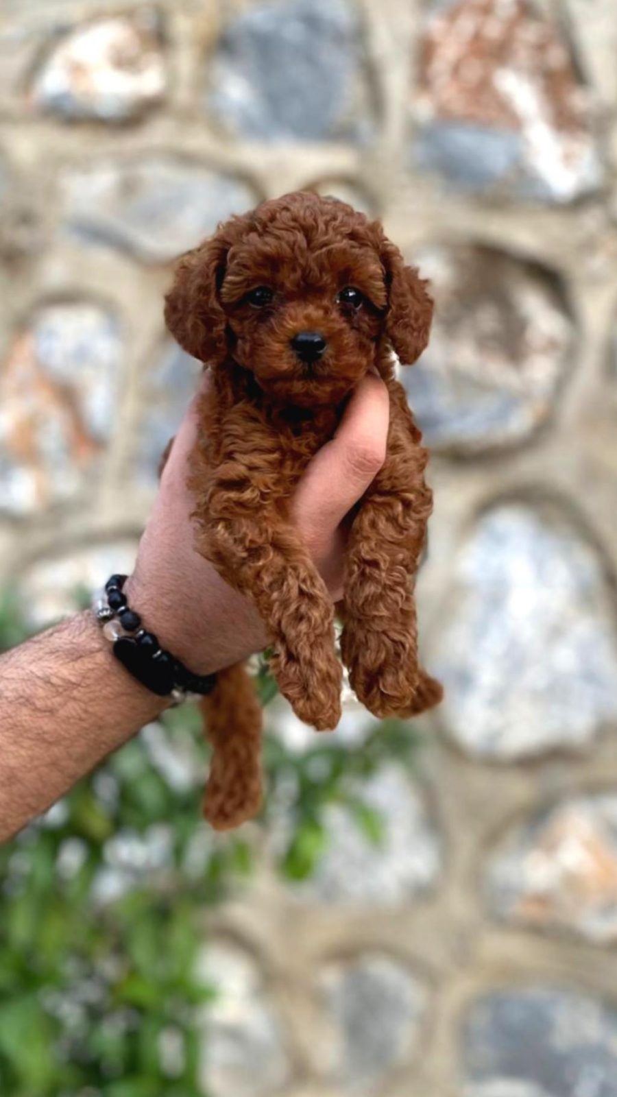 IRK VE SAĞLIK GARANTİLİ TOY POODLE BEBEKLER