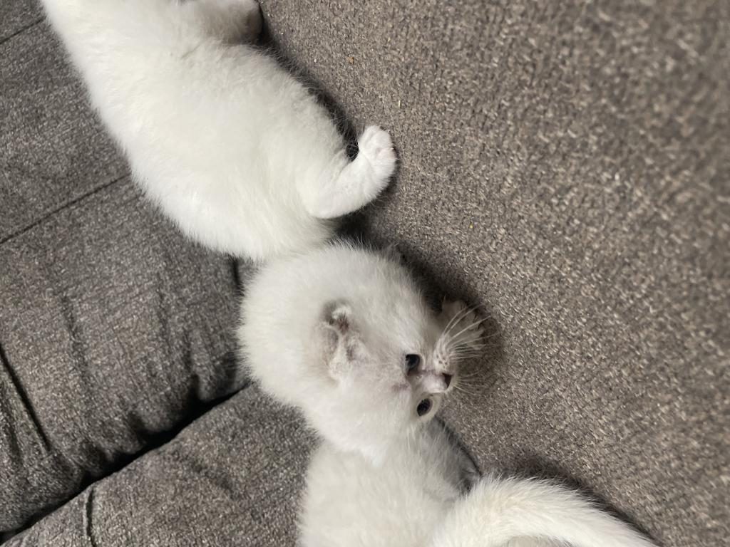 IRK VE SAĞLIK GARANTİLİ YAVRU KEDİLER
