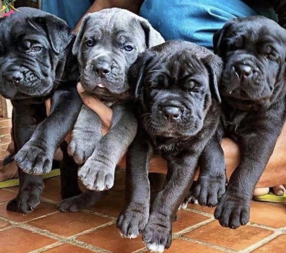 IRK VE SAĞLIK GARANTİLİ CANE CORSO BEBEKLER