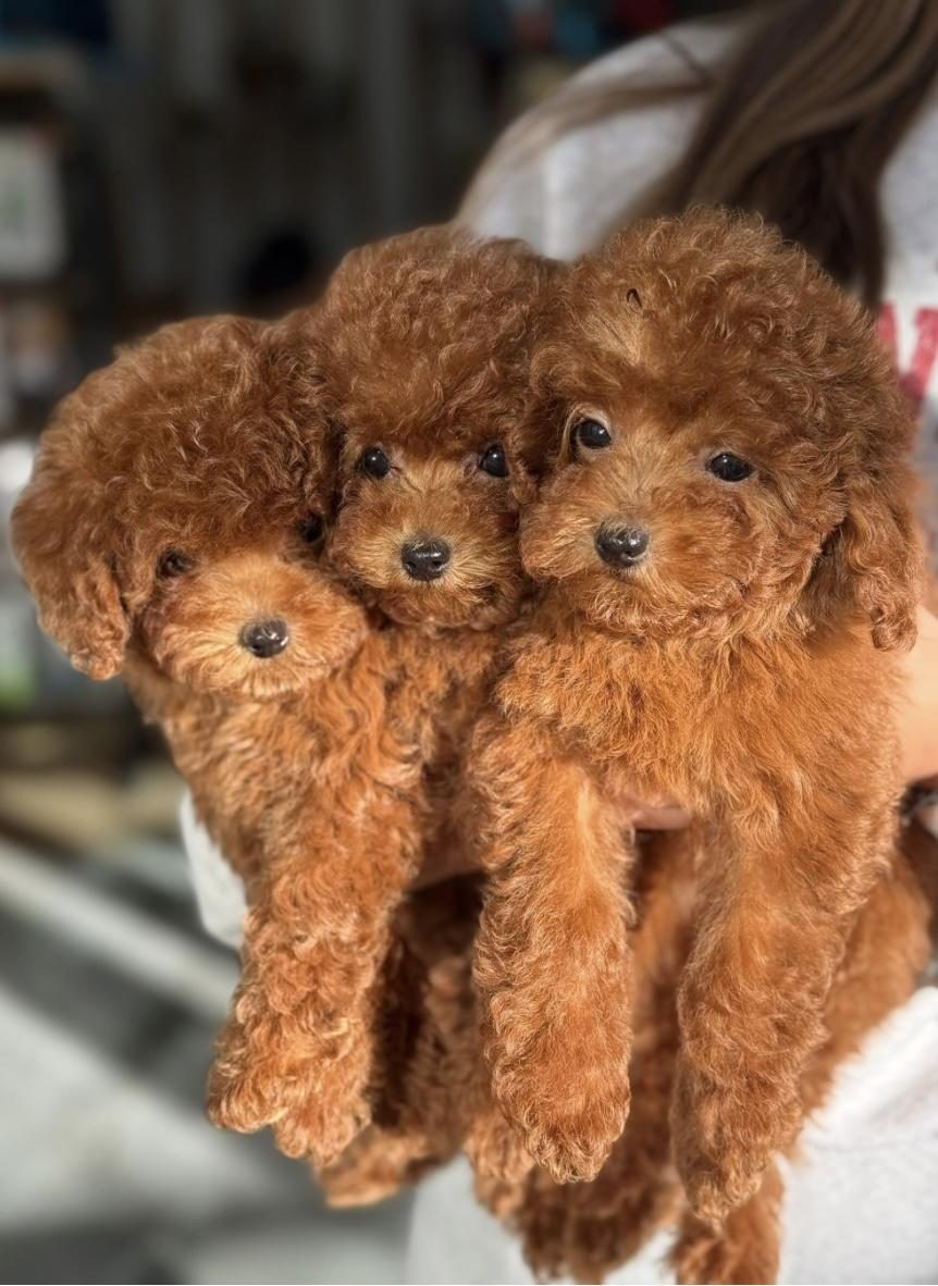IRK VE SAĞLIK GARANTİLİ TOY POODLE BEBEKLER