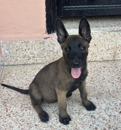 BELÇİKA MALİNOİS KÖPEKLERİMİZ