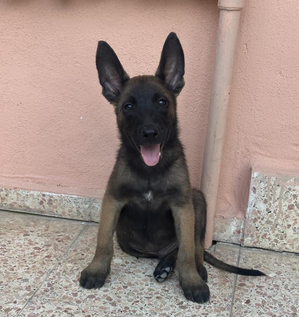 BELÇİKA MALİNOİS KÖPEKLERİMİZ