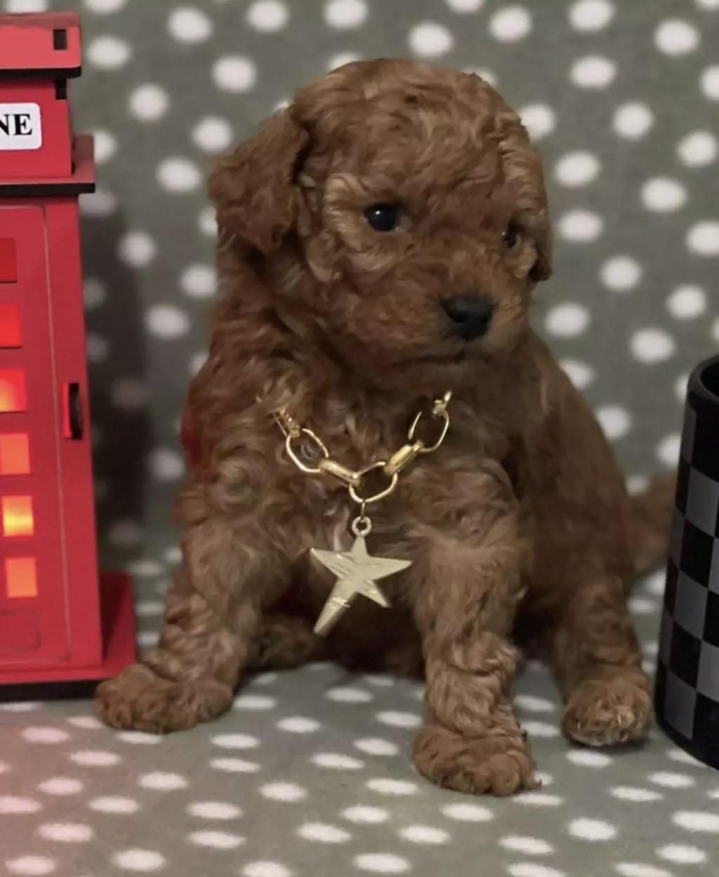 TOY POODLE YAVRUSU