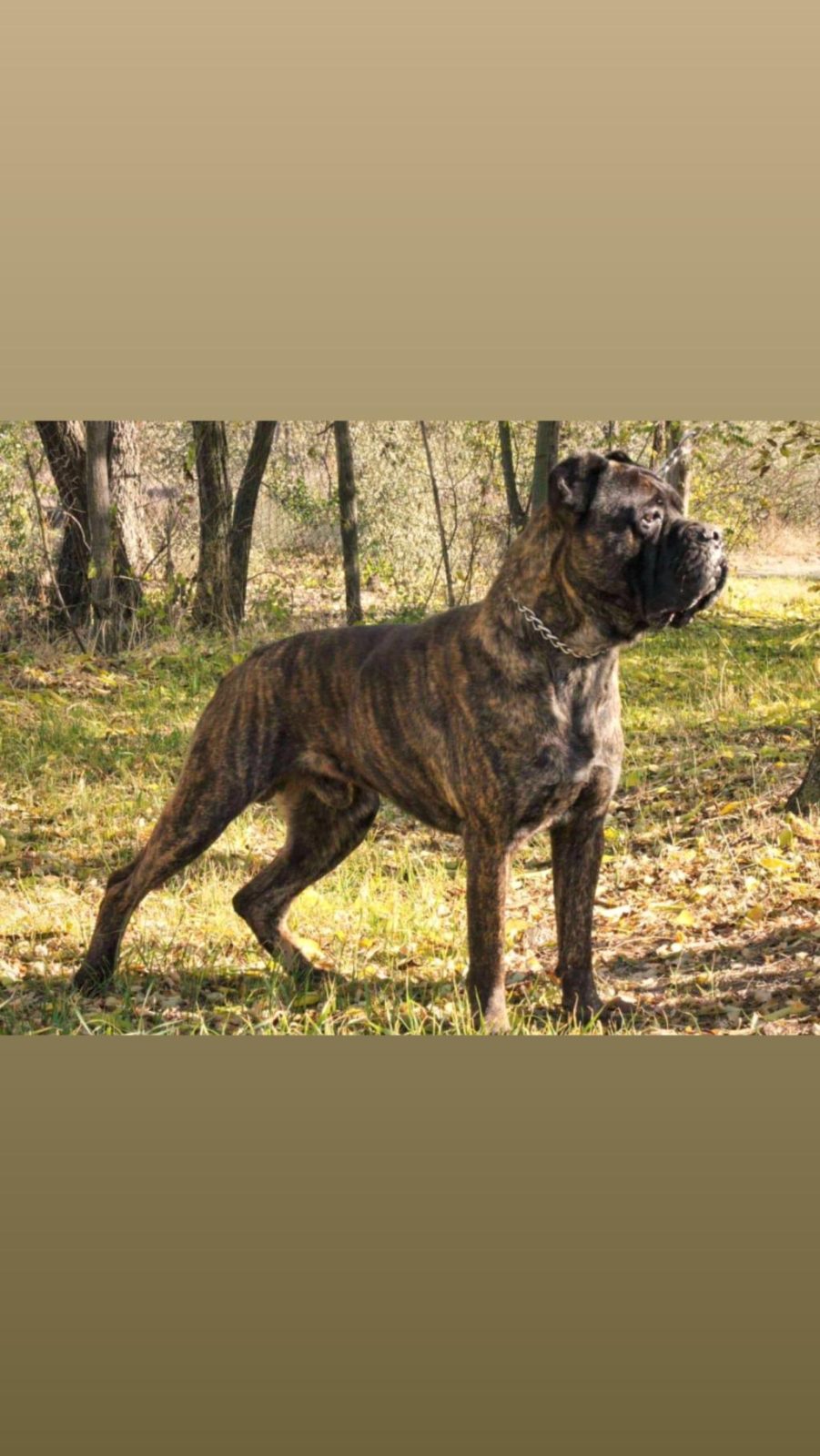 CANE CORSO KÖPEĞİ