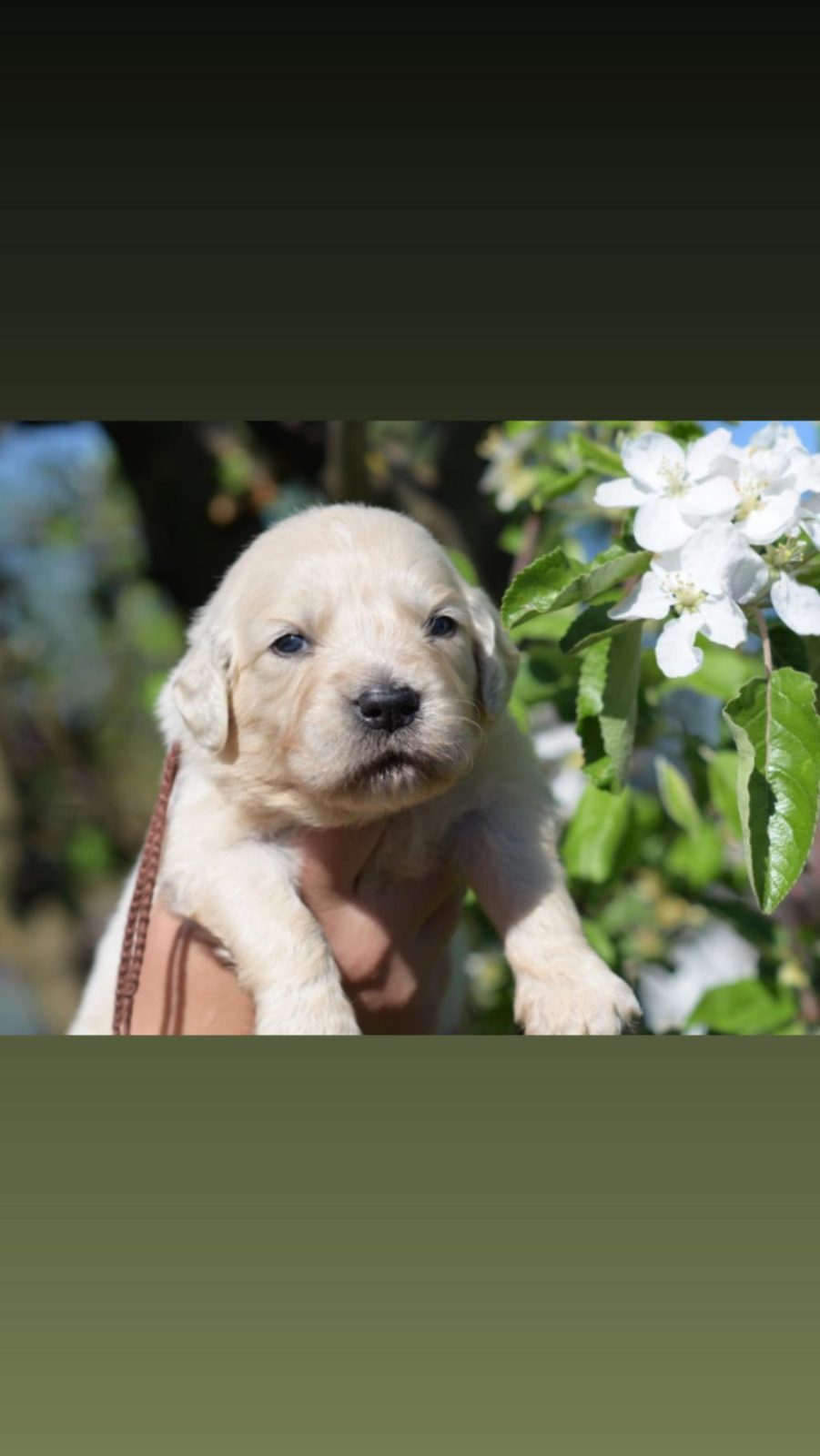 GOLDEN RETRİEVER SAFKAN KÖPEĞİMİZ