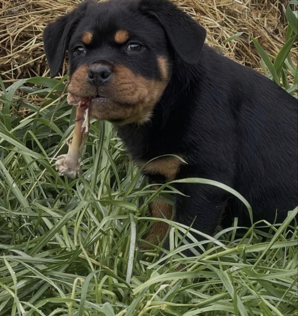ROTTWEİLER KÖPEĞİ