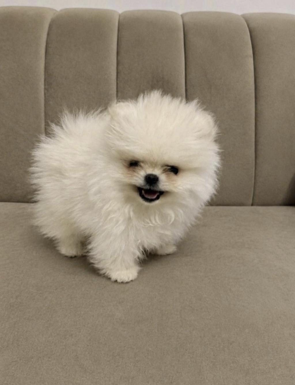 POMERANİAN BOO YAVRUMUZ
