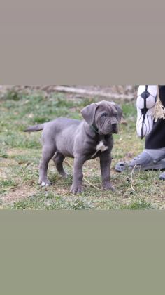 CANE CORSO KÖPEKLER