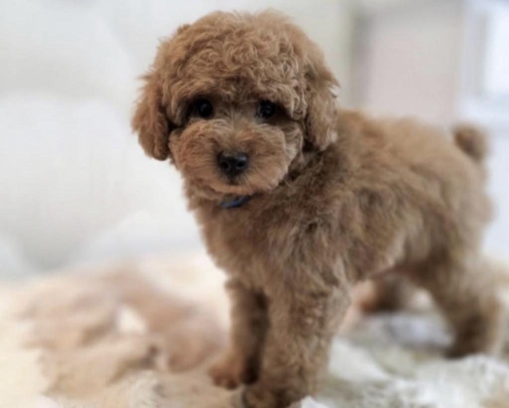 TOY POODLE KÖPEKLERİM