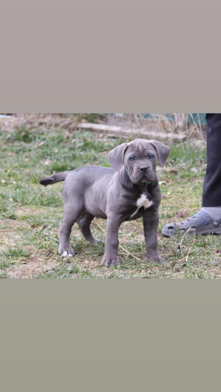 CANE CORSO KÖPEKLER