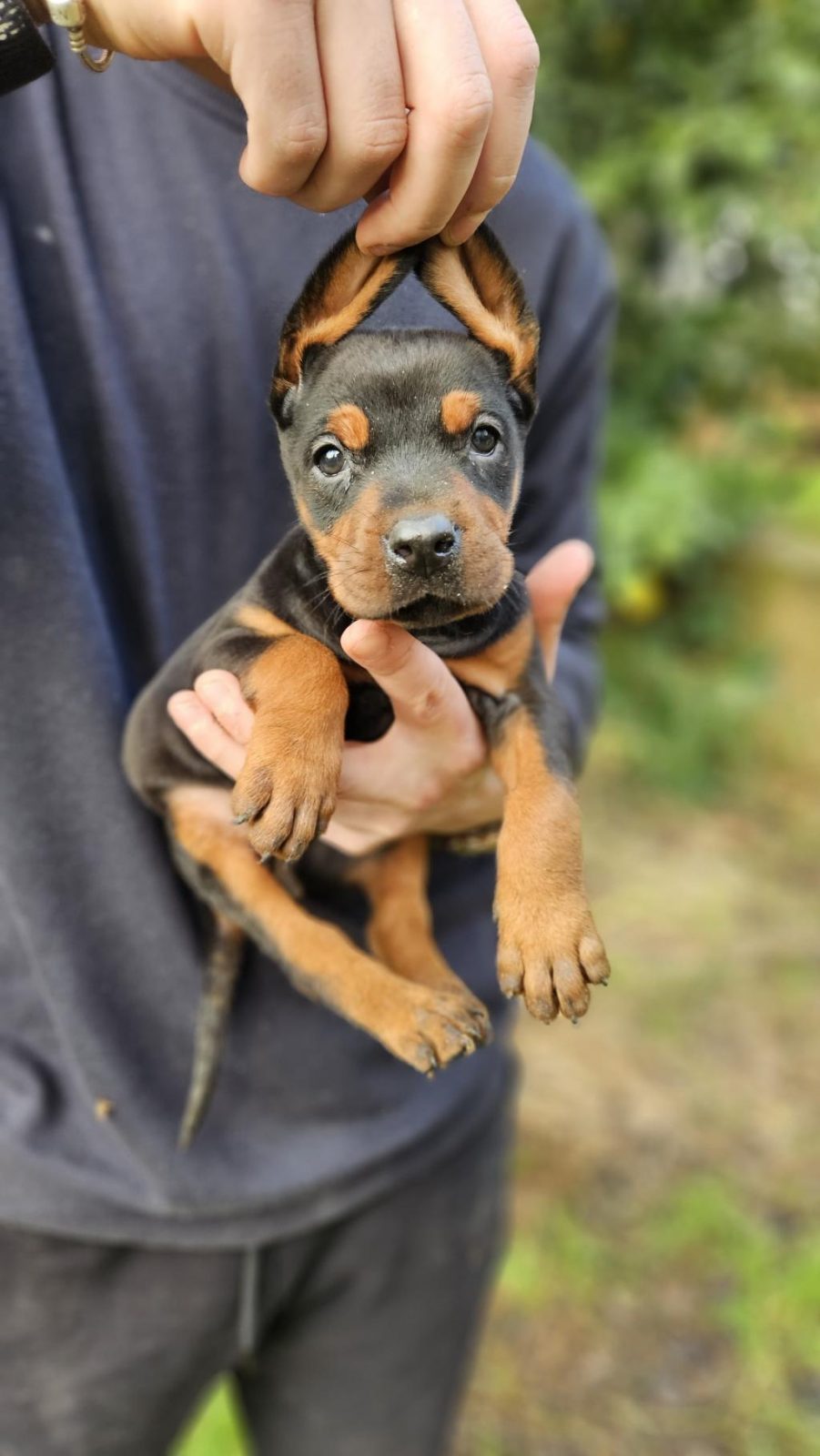 DOBERMAN BEBEKLERİ