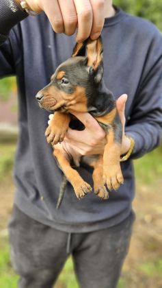 DOBERMAN BEBEKLERİ