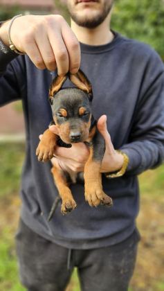 DOBERMAN BEBEKLERİ