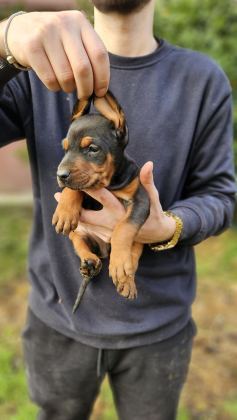 DOBERMAN BEBEKLERİ