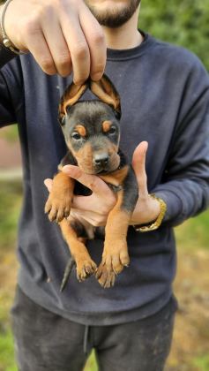 DOBERMAN BEBEKLERİ
