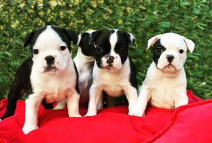 IRK VE SAĞLIK GARANTİLİ FRENCH BULLDOG YAVRULAR