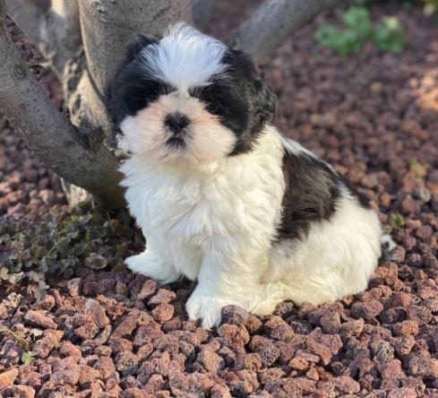 RUHSATLI RESMİ İŞLETMEDEN TAKSİT AVANTAJIYLA SHİH-TZU