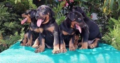 RUHSATLI RESMİ İŞLETMEDEN TAKSİT AVANTAJIYLA DOBERMAN