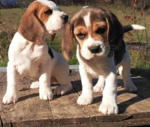 RUHSATLI RESMİ İŞLETMEDEN TAKSİT AVANTAJIYLA BEAGLE