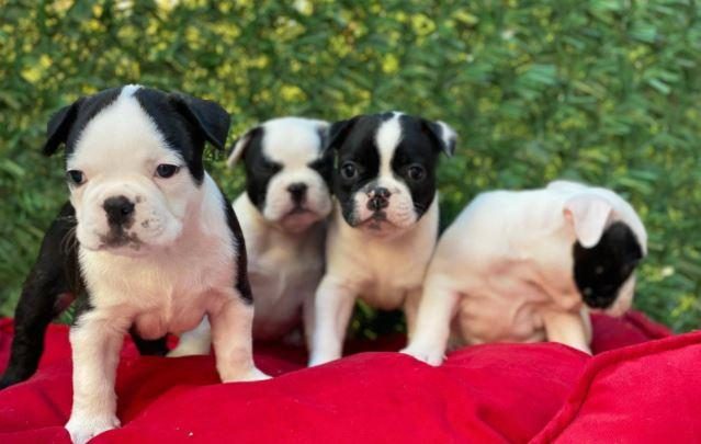 RUHSATLI RESMİ İŞLETMEDEN TAKSİT AVANTAJIYLA FRENCH BULLDOG