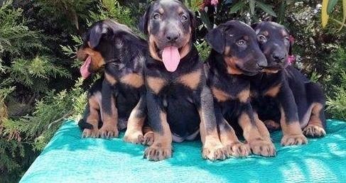 RUHSATLI RESMİ İŞLETMEDEN TAKSİT AVANTAJIYLA DOBERMAN