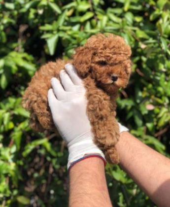IRK VE SAĞLIK GARANTİLİ TOY POODLE YAVRULARIM