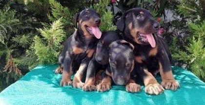 RUHSATLI RESMİ İŞLETMEDEN TAKSİT AVANTAJIYLA DOBERMAN