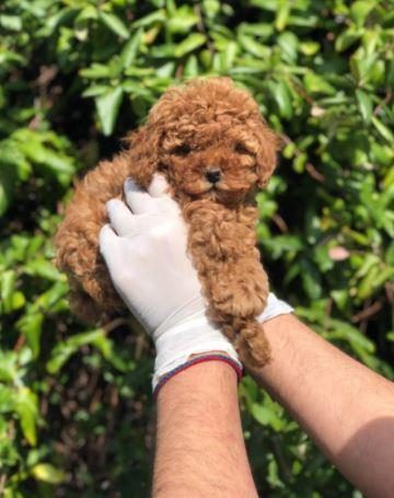 IRK VE SAĞLIK GARANTİLİ TOY POODLE YAVRULARIM