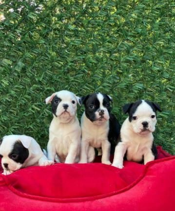 IRK VE SAĞLIK GARANTİLİ FRENCH BULLDOG YAVRULAR