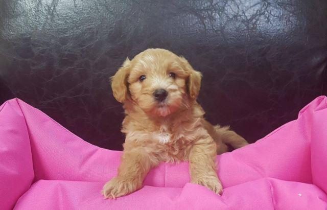 RUHSATLI RESMİ İŞLETMEDEN TAKSİT AVANTAJIYLA MALTİPOO