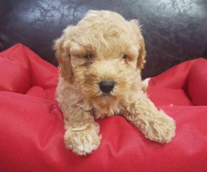 RUHSATLI RESMİ İŞLETMEDEN TAKSİT AVANTAJIYLA MALTİPOO