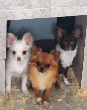 ORJİNAL MİNYATÜR ŞİVAVA YAVRULAR