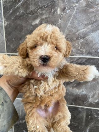 ORJİNAL MİNYATÜR TOY POODLE YAVRULAR