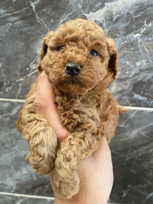 ORJİNAL MİNYATÜR TOY POODLE YAVRULAR