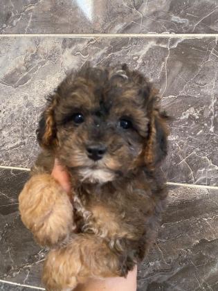 ORJİNAL MALTİPOLAR