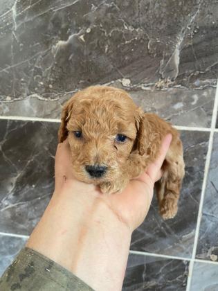 ORJİNAL MİNYATÜR TOY POODLE YAVRULAR
