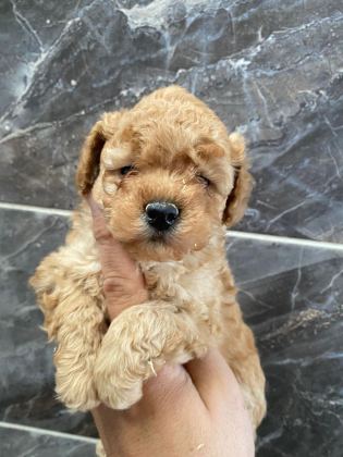 ORJİNAL MALTİPOLAR