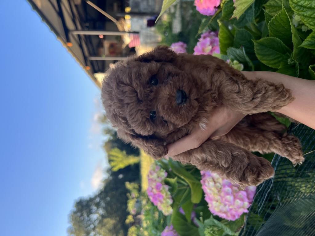 ORJİNAL MİNYATÜR TOY POODLE YAVRULAR