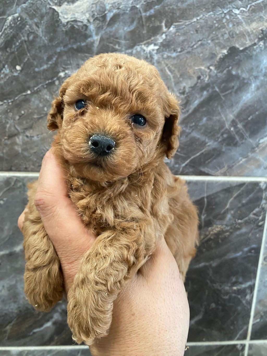 ORJİNAL MİNYATÜR TOY POODLE YAVRULAR