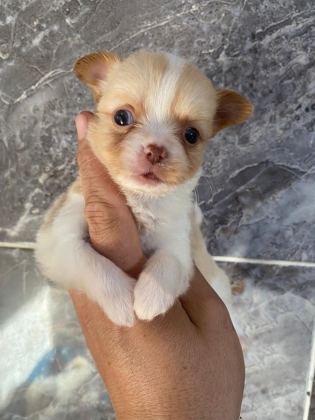 ORJİNAL MİNYATÜR ŞİVAVA YAVRULAR