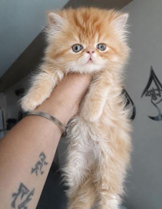 İRAN PERSİAN (KALİTE)