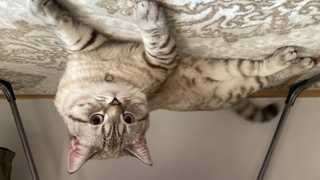 KEDİMİZE ÇİFTLEŞTİRMEK İÇİN DİŞİ EŞ ARANIYOR