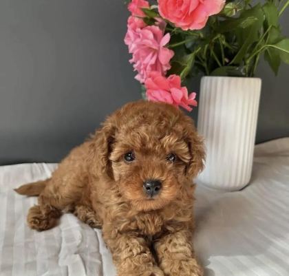KORE KAN RED TOY POODLE YAVRULARIM