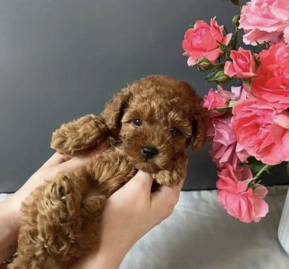 KORE KAN RED TOY POODLE YAVRULARIM