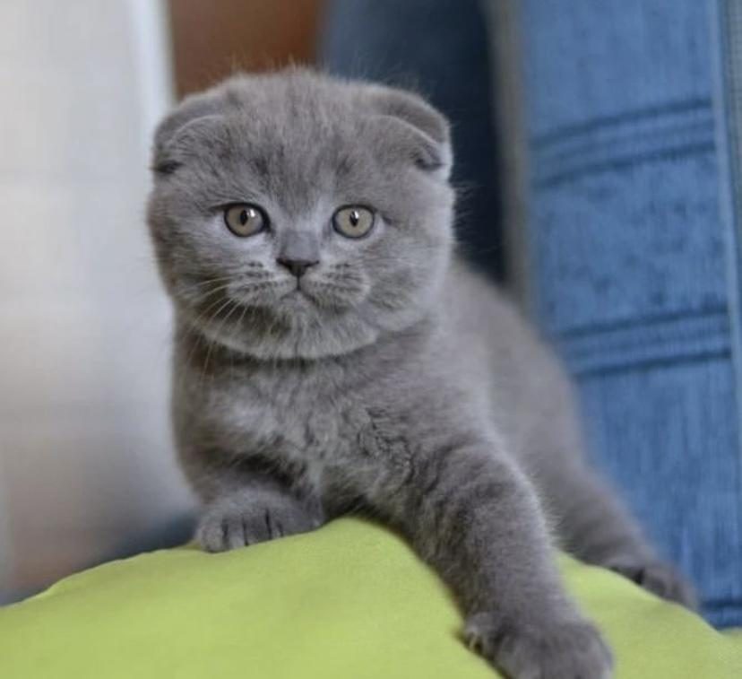 SCOTTISH FOLD GRİ YAVRULARIM