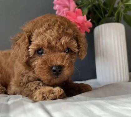 KORE KAN RED TOY POODLE YAVRULARIM