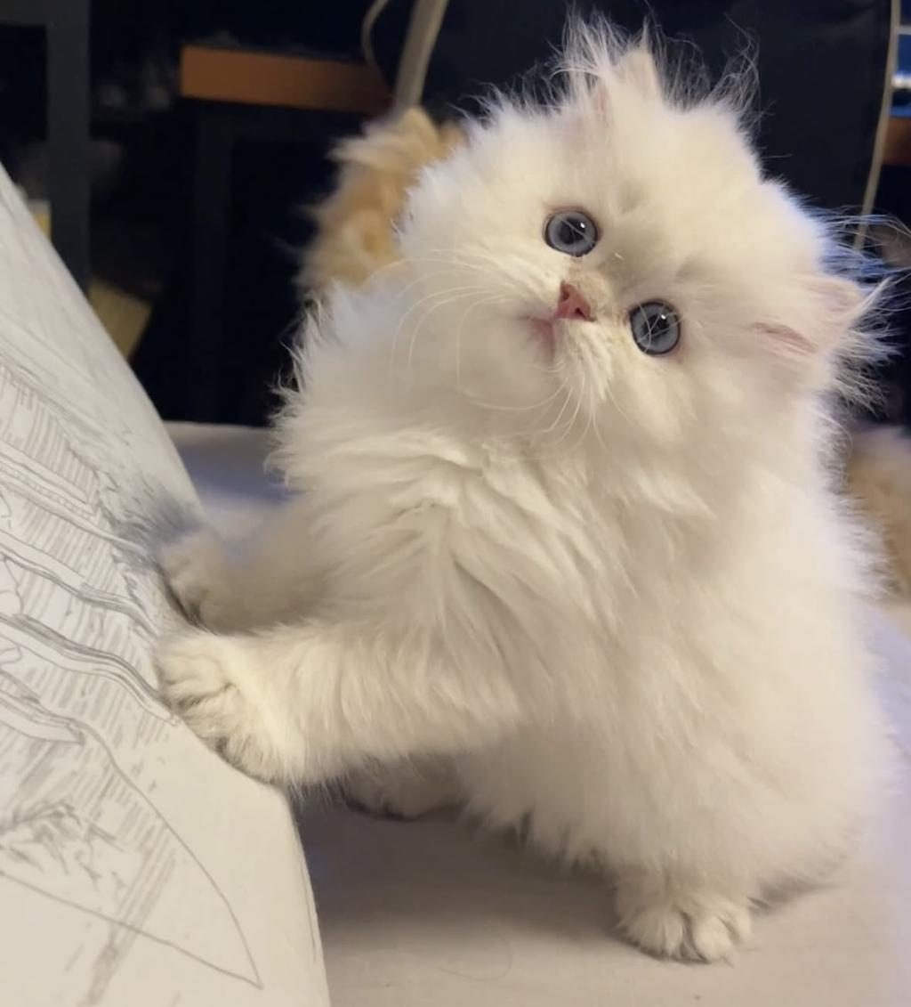 BRITISH LONGHAIR MAVİ GÖZLÜ YAVRULARIM