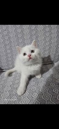 2 AYLIK BRİTİSH YAVRULARIMIZ SAHİPLENDİRİLECEKTİR